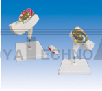 The microstructure dissection model of endocyst and base nerves